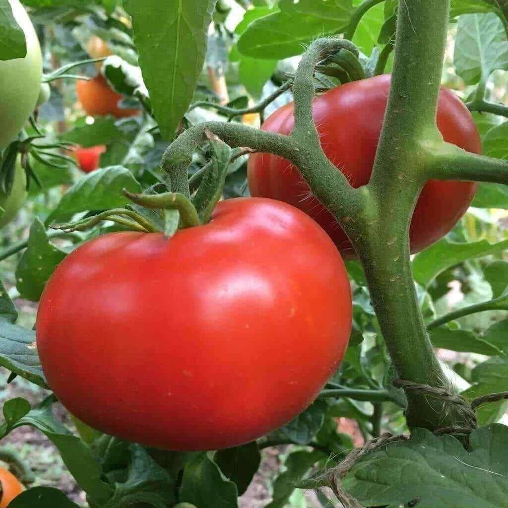 Sub Arctic Plenty Tomato Seeds – Early Ripening, 45-50 Days, Solanum lycopersicum, Medium Red Tomatoes, 25 Seeds