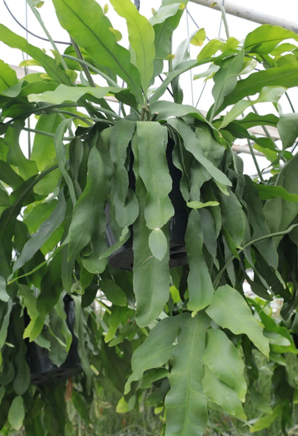 Rare Epiphyllum Crenatum Beavertail Succulent Cuttings – Unique, Easy to Propagate Indoor Plant