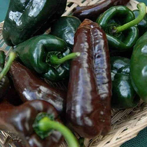Mulato Isleno Poblano Pepper Seeds | Heirloom Non-GMO Capsicum annuum for Salsas & Grilling