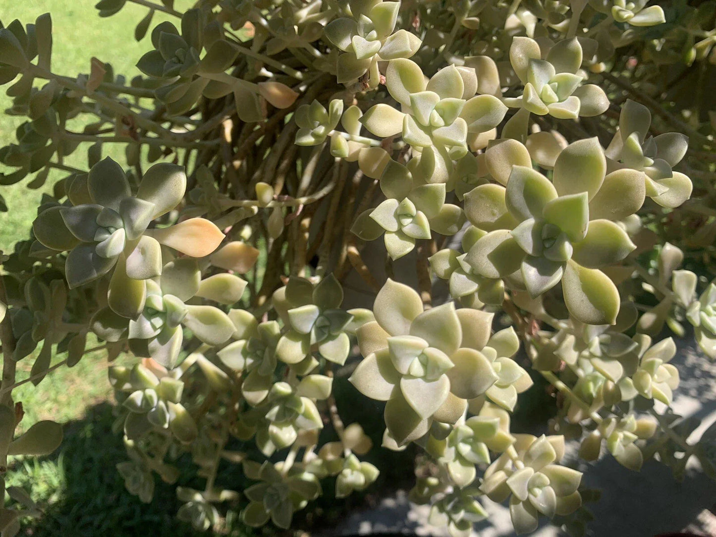 Live Succulent Cuttings - Ghost Plant Rosette - Drought-Tolerant Graptopetalum paraguayense for Garden Decor