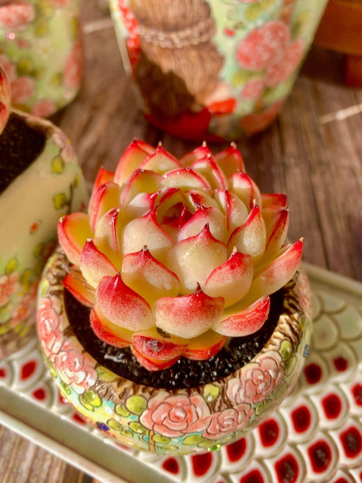 Succulent Plant Bare Root Soul Fairy Echeveria for Weddings, Events & Gifts - Easy Care Succulent Favors