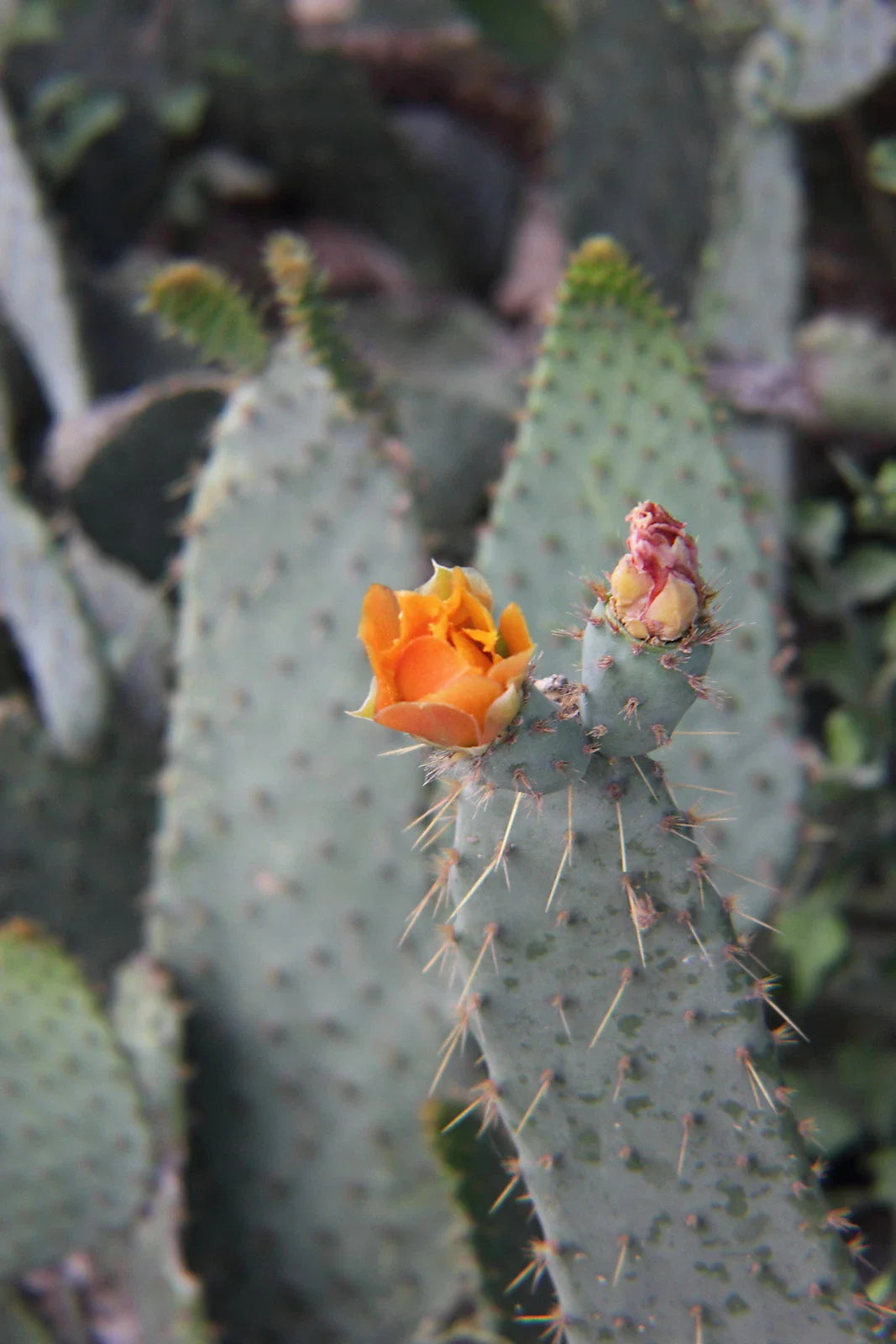 Cow's Tongue Cactus Pad Cutting, Opuntia liguiformis, Succulent Plant for Indoor & Outdoor Gardening