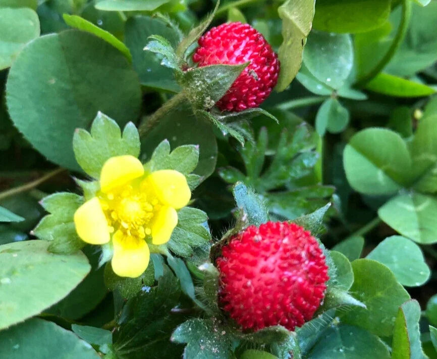 Wild Strawberry Plant Seeds | Hardy Perennial | Fragaria vesca | Indian Strawberry Ground Cover