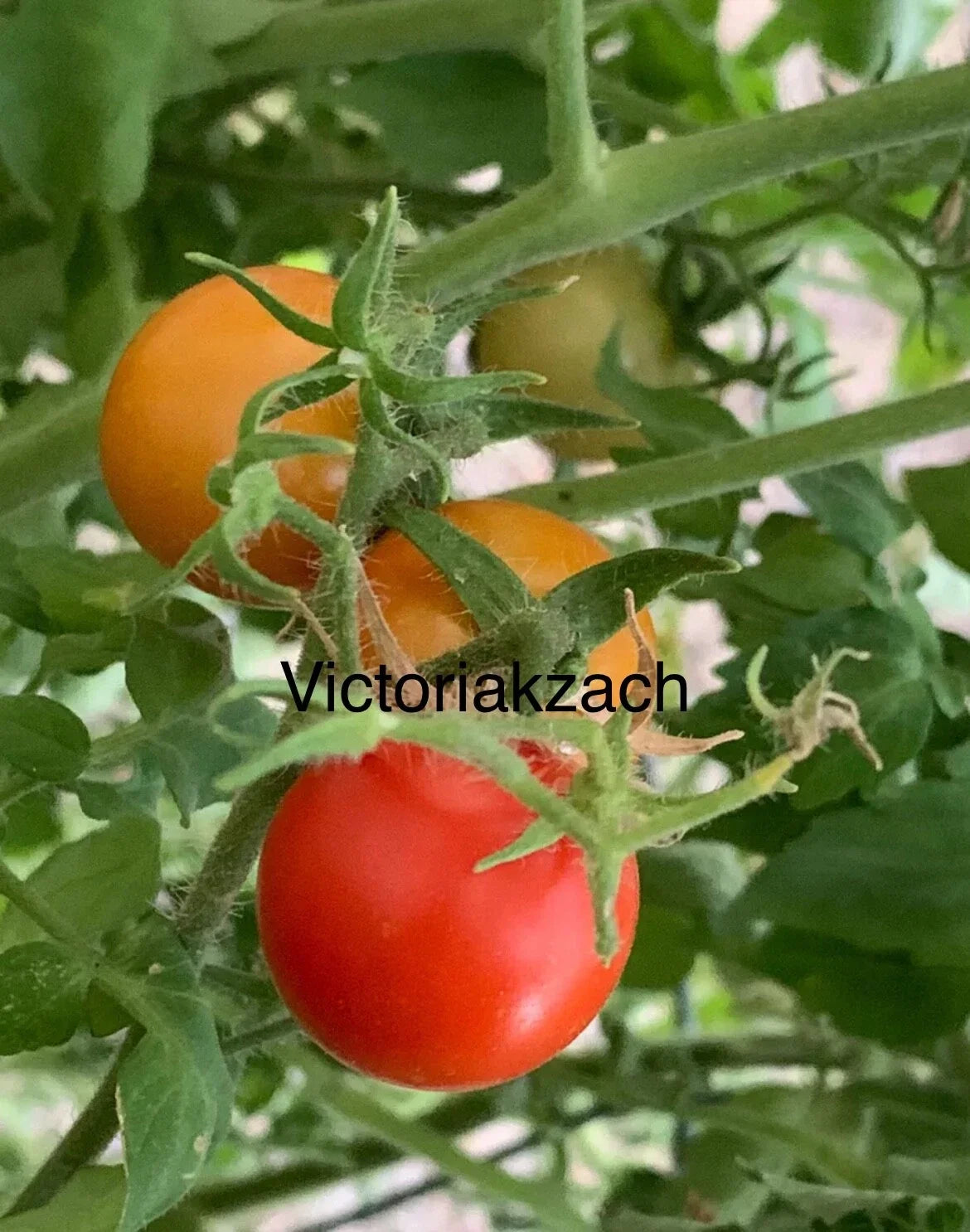 Cherry Tomato Seeds - Organic Non-GMO Heirloom, Large Sweet Edible Fruit, Solanum lycopersicum, for Garden & Container Growing