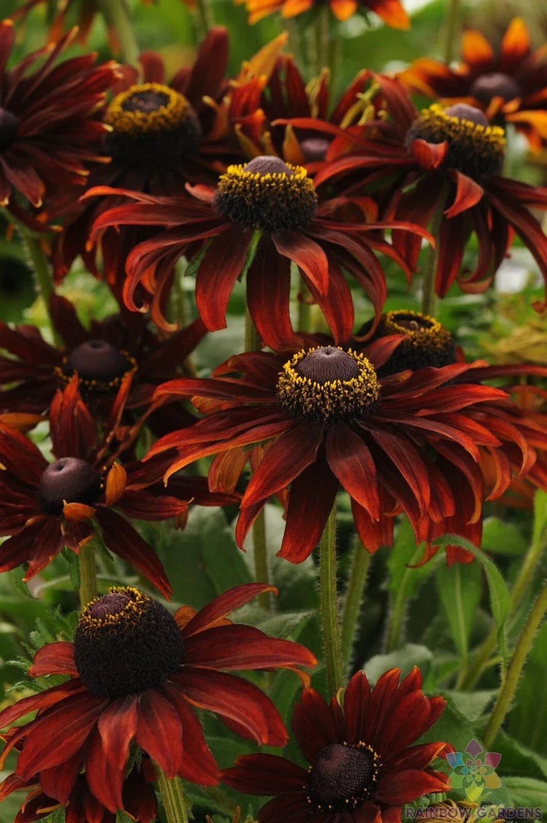 Moreno Rudbeckia Seeds - 200+ Bulk Garden Seeds for Planting - Black-Eyed Susan Rudbeckia hirta, Annual, Vibrant Yellow Flowers