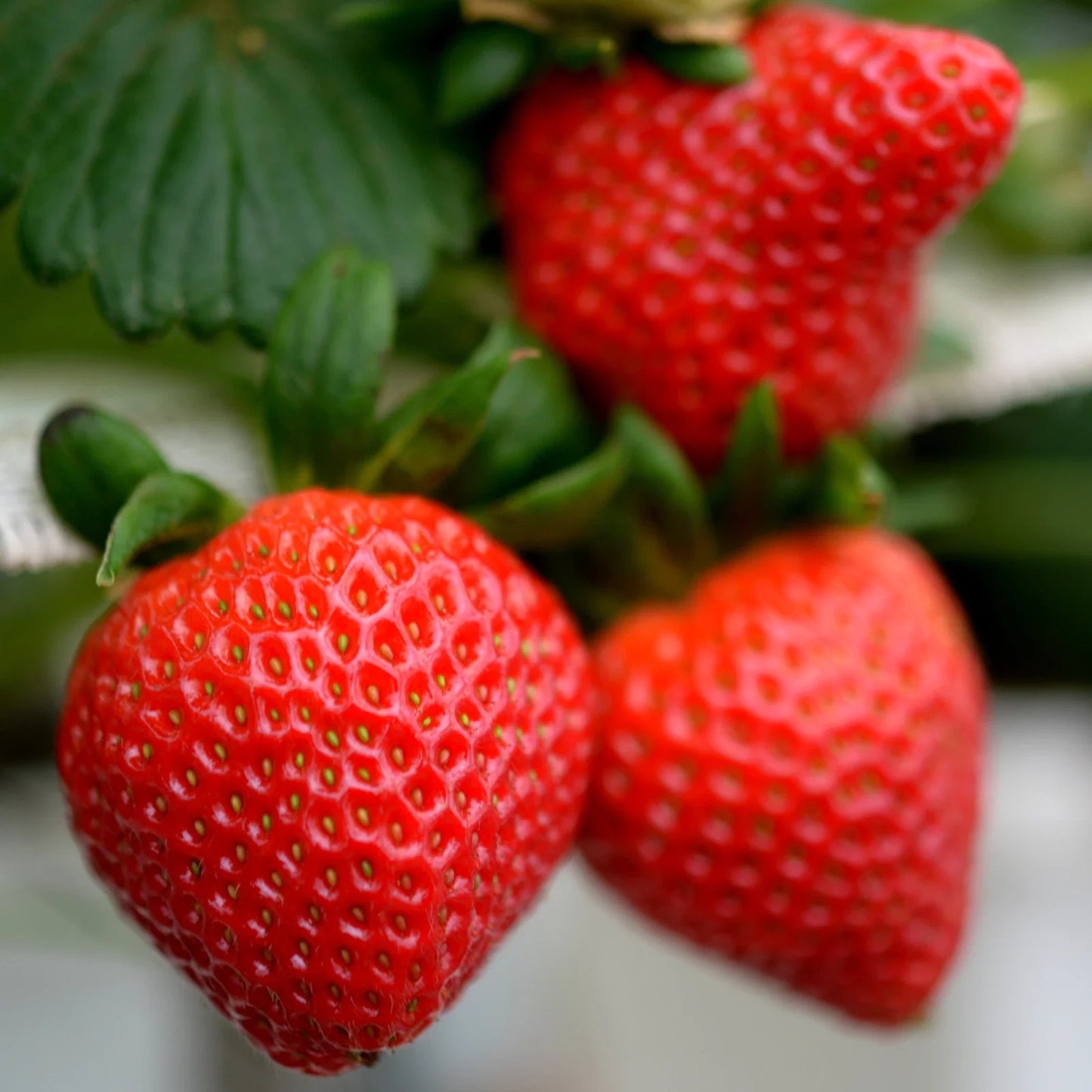 Allstar Strawberry Roots Bare Root Plants | June-Bearing Fragaria × ananassa | High-Yielding, Disease-Resistant
