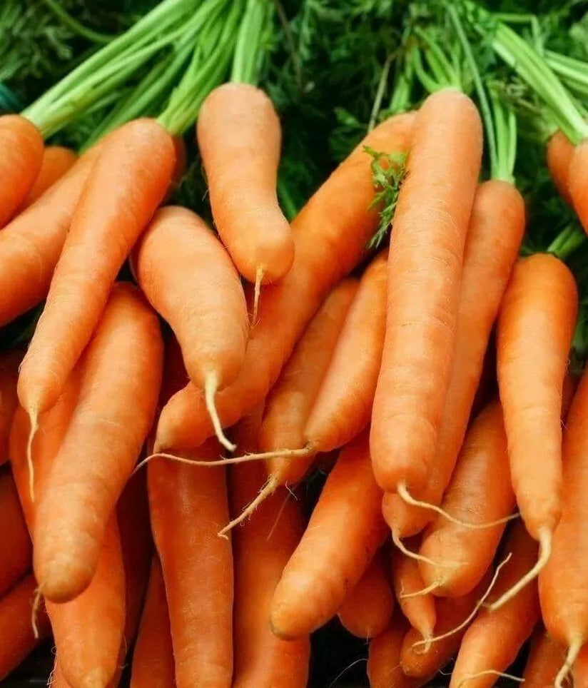 Little Finger Baby Carrot Seeds 1000+ Count | Daucus carota Vegetable Seeds