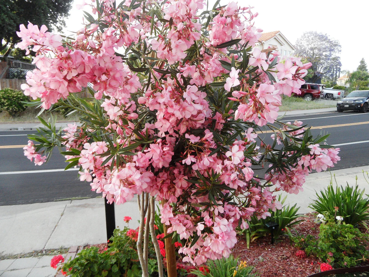 Oleander Cuttings 6-inch Pink Live Flower Plants for Propagation - Nerium oleander, Shrub, Pink Flowers
