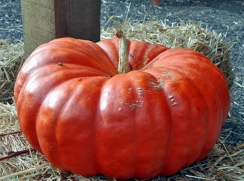 Cinderella Pumpkin Seeds - Heirloom Cucurbita pepo, Flat Ribbed Orange Pumpkins for Fall Decor & Baking, Pack of 20 Seeds