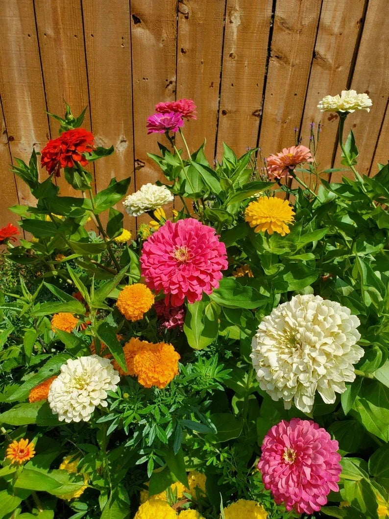 Giant Double Zinnia Seeds - Organic Flower Garden Collection - Zinnia elegans - 200 Seeds