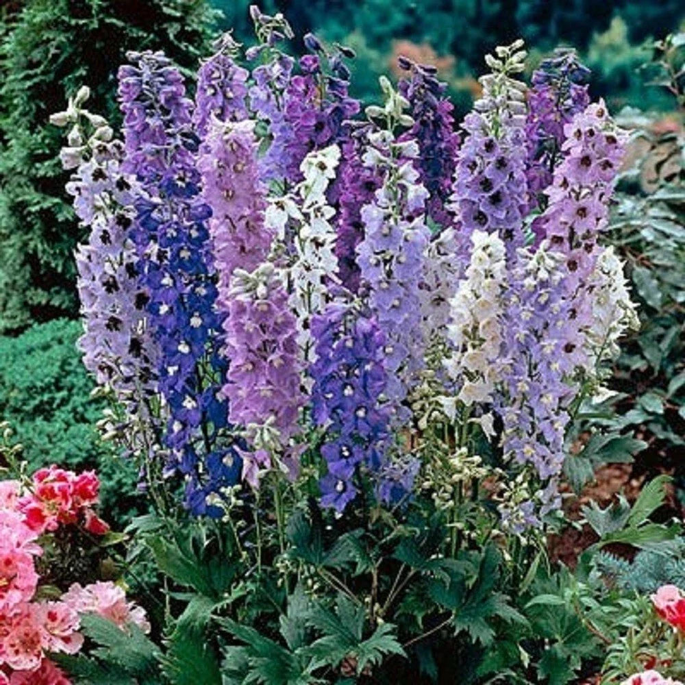Magic Fountain Delphinium Seeds - 50 Perennial Flower Seeds for Colorful Garden Blooms - Delphinium elatum, Blue, Purple, White, Pink