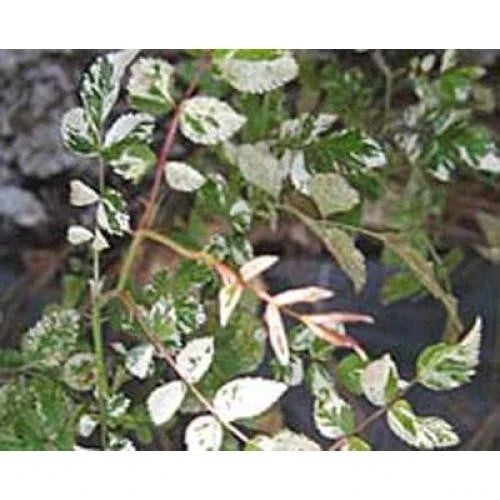 Rare Rambler Rose Cuttings 'Curiosity' - Rosa Wichurana Variegata - 5 Premium Cuttings