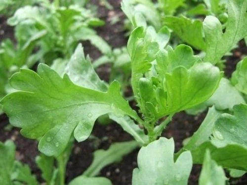 Chrysanthemum Seeds - Herbaceous Annual Packet with Green Foliage - Chrysanthemum coronarium for Culinary & Garden Use