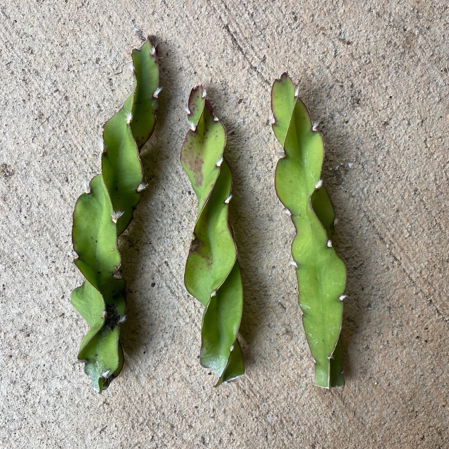 Hurricane Cactus Cuttings - 6 Inch Lepismium cruciforme f. spiralis - Unique Indoor Succulent Plant for Gardens