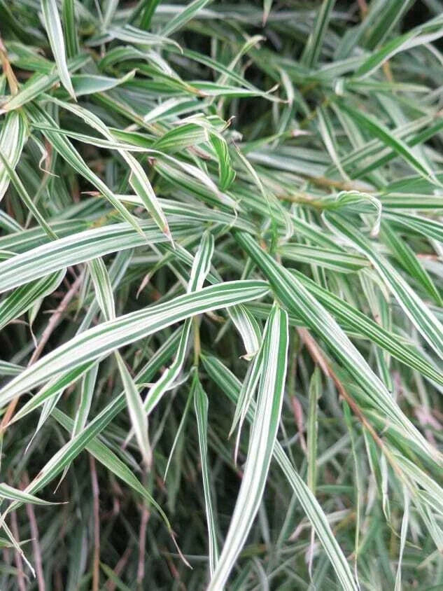 50 Bamboo Seeds Dwarf Malay Variegated Privacy Plant Clumping Shade Screen Bambusa vulgaris