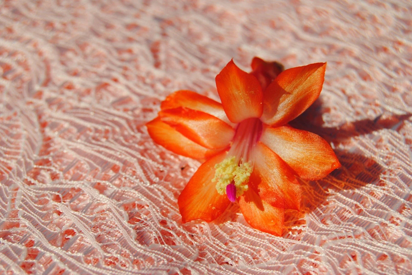 Christmas Cactus Starter Plant - Sunset Strip Schlumbergera Truncata - Indoor Well-Rooted Small Plant for Holiday Blooms