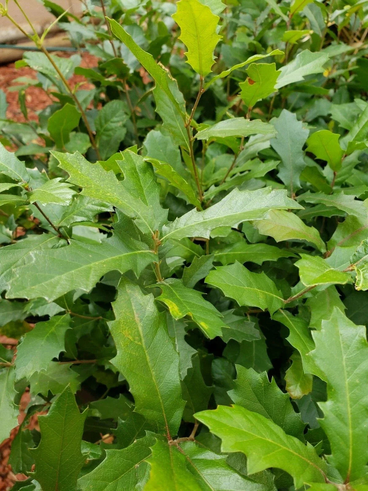 Live Quercus Ilex Holm Oak Seedling - 13+ Inch Evergreen Sapling for Landscaping and Garden Borders
