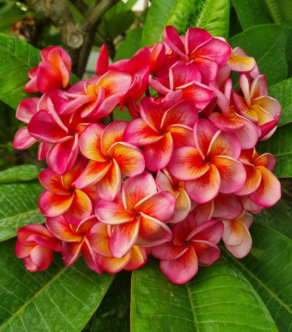 Hurricane Sunrise Plumeria Cutting - Tropical Frangipani Plant - Vibrant Flowering, 1 Tip, Plumeria rubra