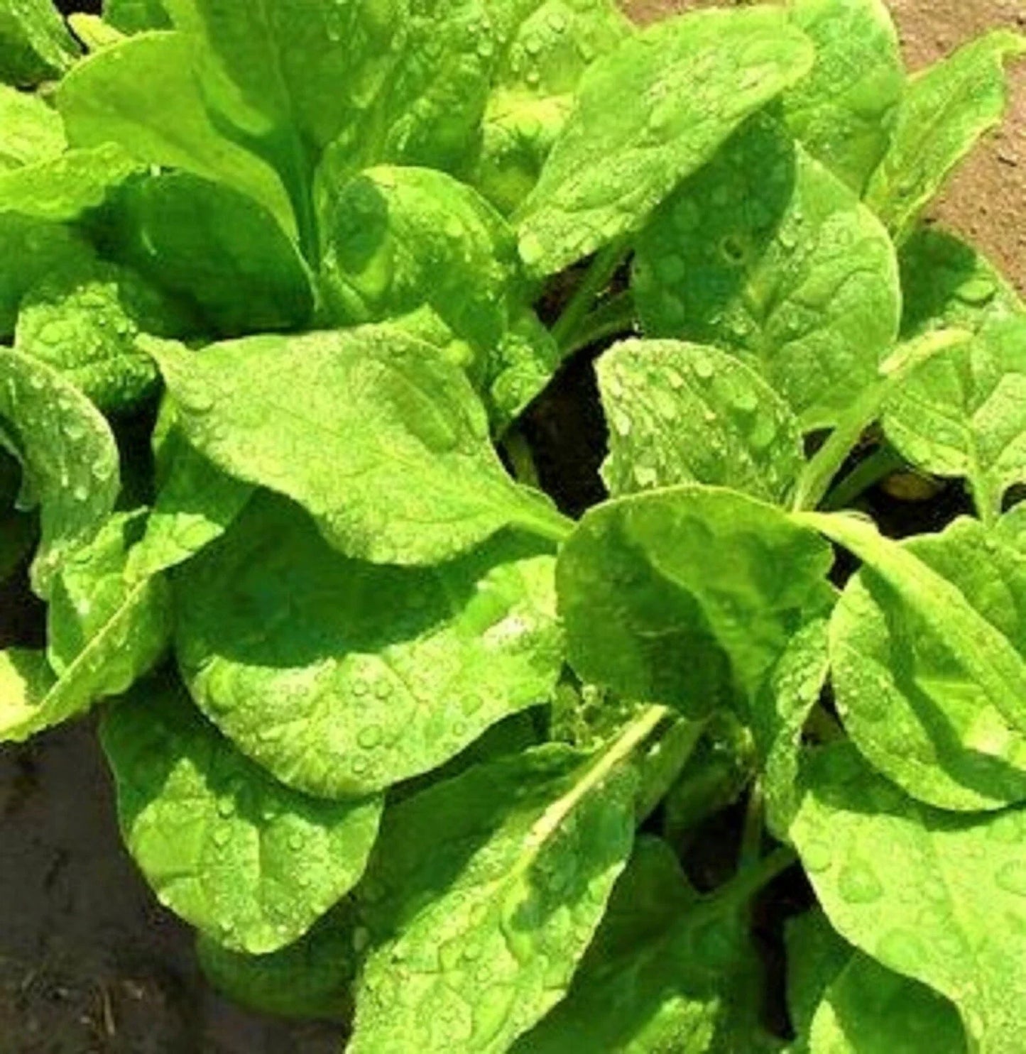 Viroflay Spinach Seeds Pack of 100+ Non-GMO Spinacia oleracea for Home Gardens and Containers