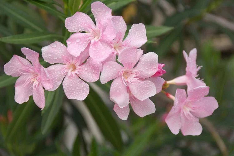 Nerium Oleander Seeds Packet of 50 - Soft Pink Flowering Hardy Ornamental Shrub