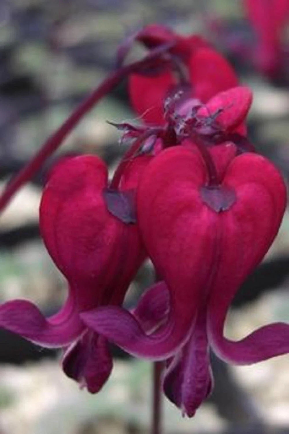 Dark Red Bleeding Heart Seeds, Dicentra spectabilis, Shade Perennial Flower for Garden, 25 Seeds