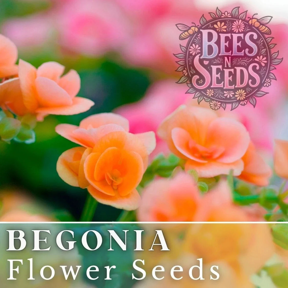 Amber Allure Begonia Seeds - Non-GMO Flower Seeds for Indoor Outdoor Gardens, Begonia x semperflorens, Vibrant Amber Blooms