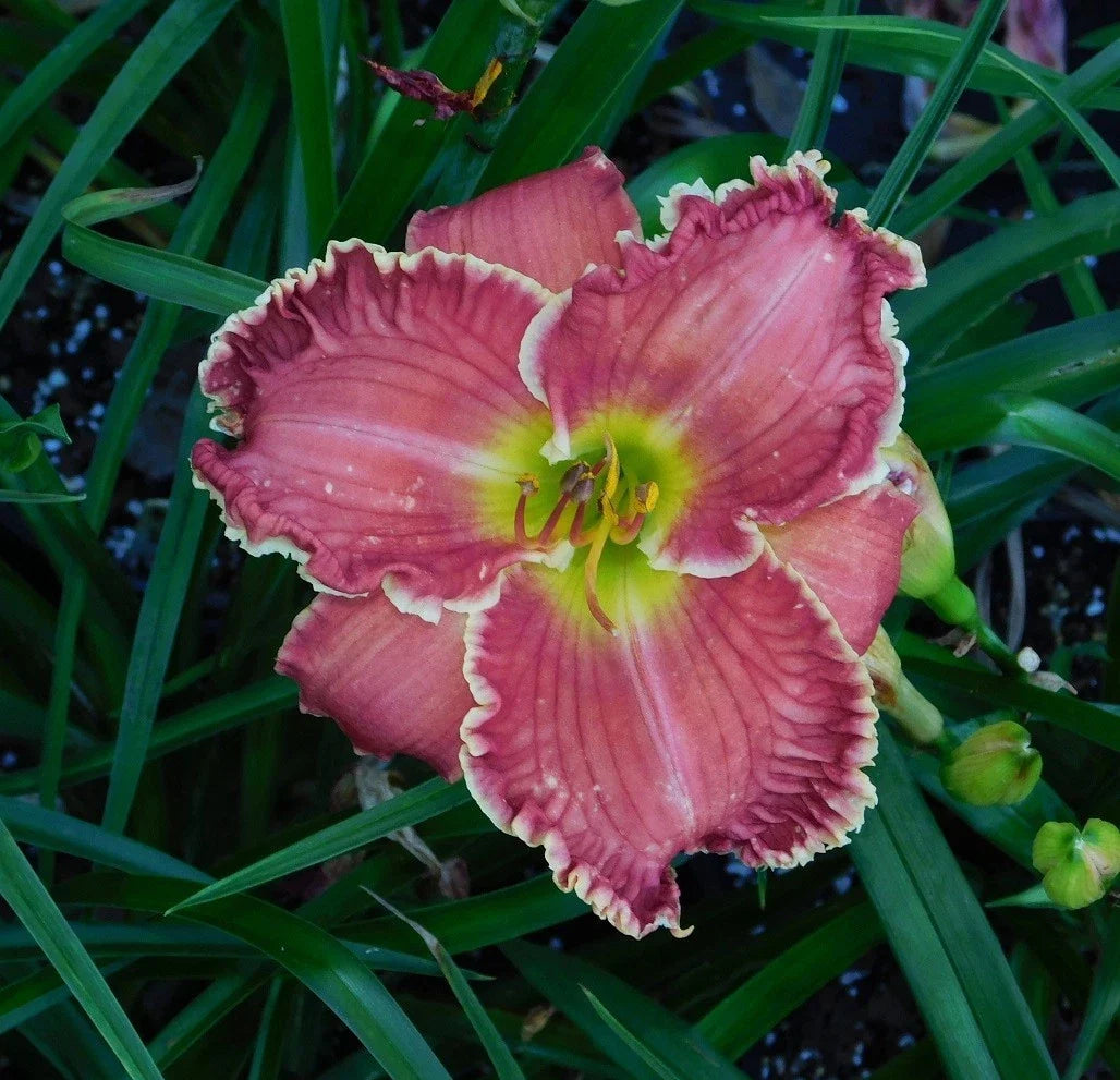 Daylily Plant - 1-Gallon Pot - Vibrant Blooming Hemerocallis '21.201' Perennial Flower for Garden Landscaping
