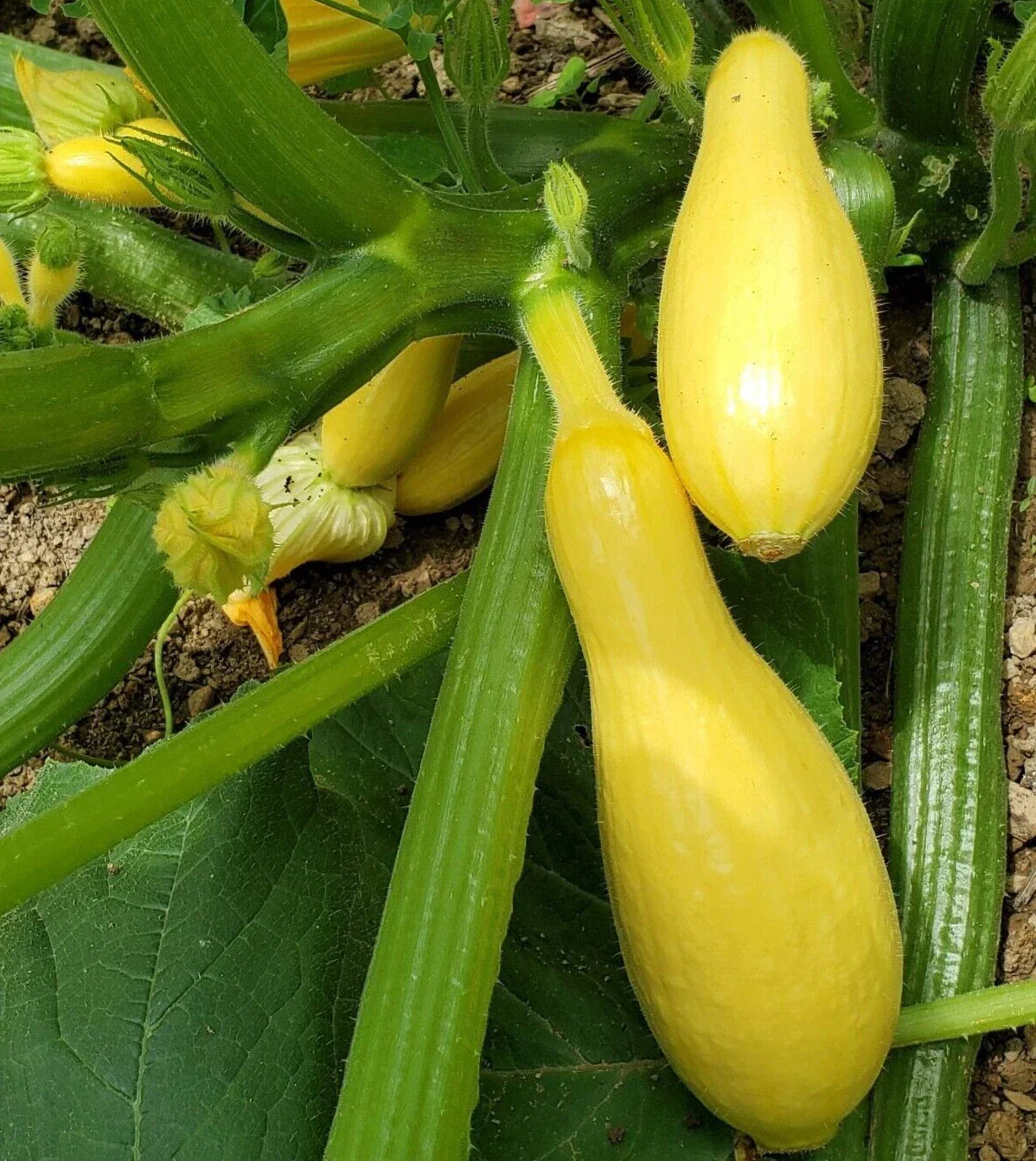Premium Straightneck Summer Squash Seeds - 20 Fresh Cucurbita pepo Seeds