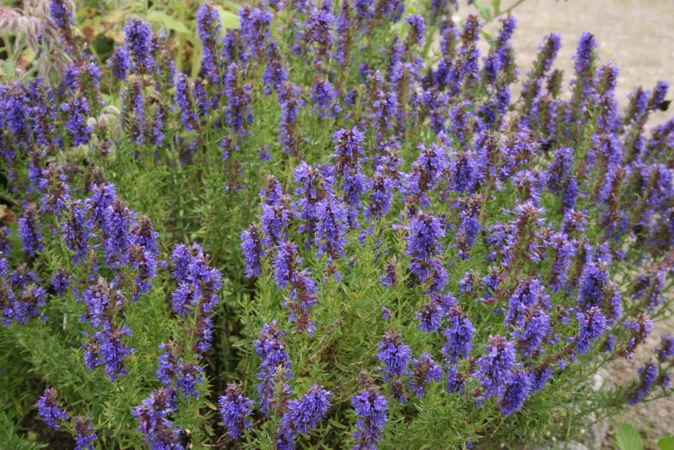 Hyssop Seeds - Perennial Herb for Planting - Hyssopus officinalis - Aromatic, Culinary, Pollinator-Friendly