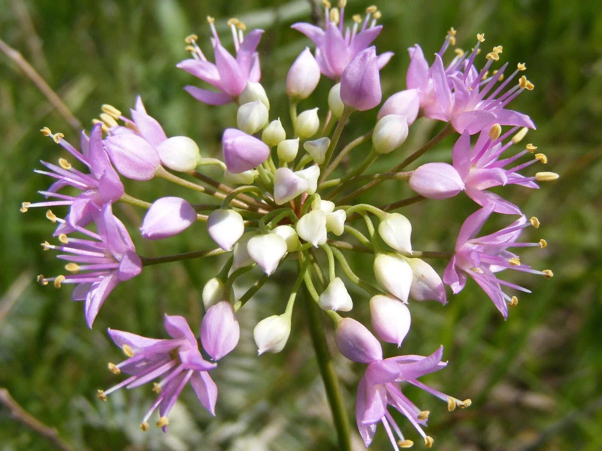 Prairie Onion Seeds - Bulk Non-GMO Heirloom Mustard Allium stellatum for Garden and Culinary Use