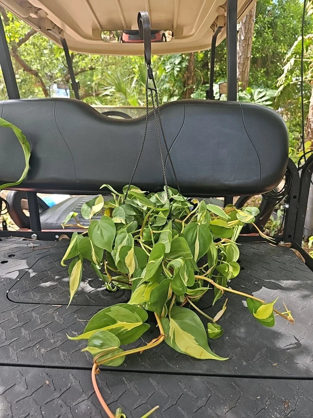 Large Brazilian Pothos Plant 8" Hanging Pot Variegated Epipremnum aureum Brasil