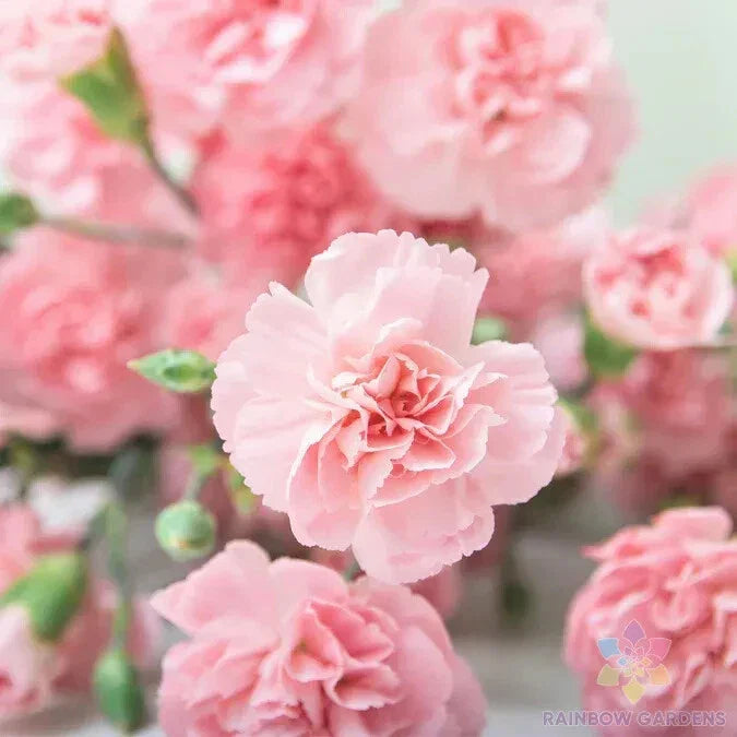 La France Carnation Seeds - 200+ Pack - Dianthus caryophyllus - USA Grown