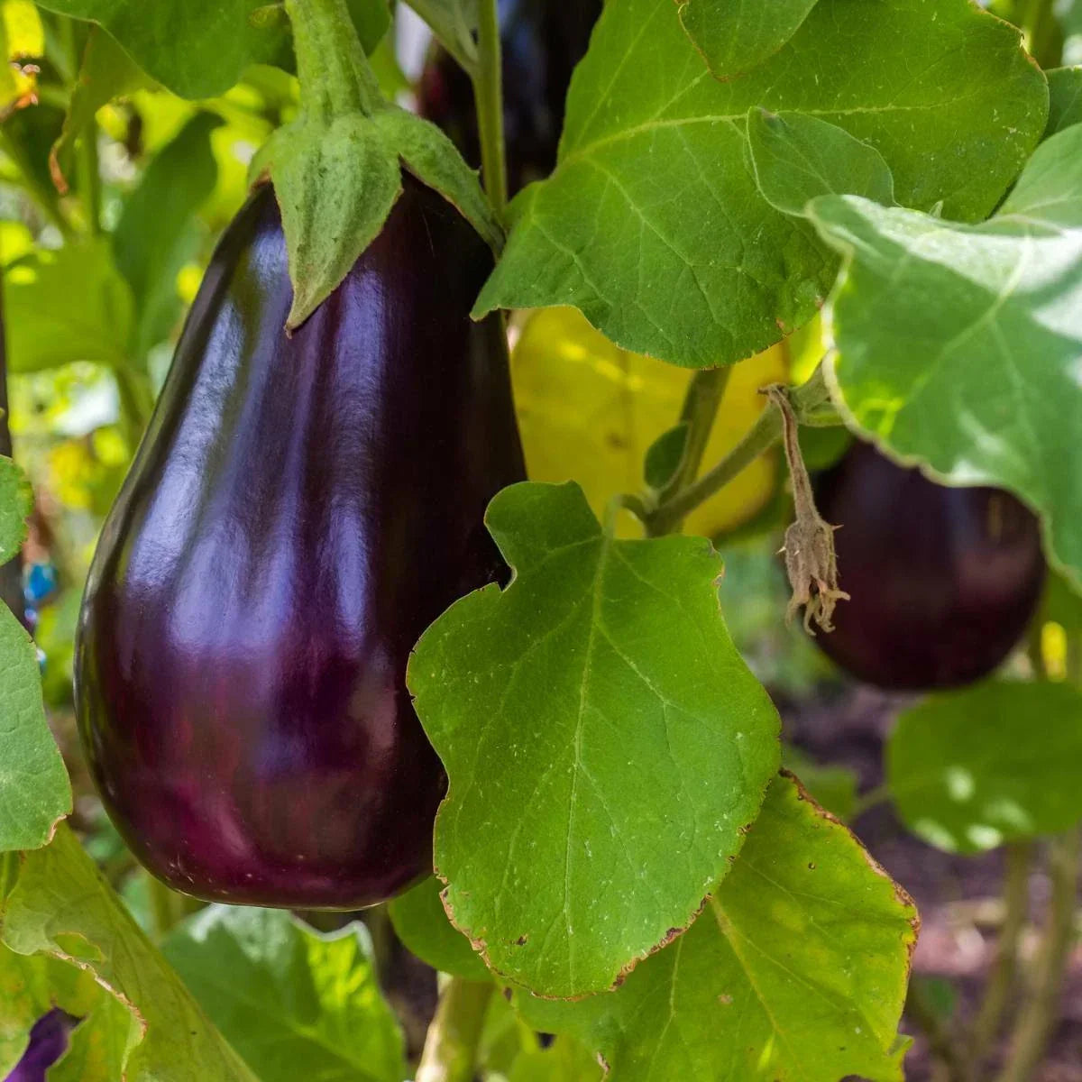 Florida Market Eggplant Seeds - 100+ Heirloom Non-GMO High Bush Variety