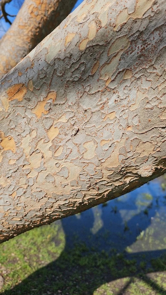 Chinese Elm Tree Seeds - Ulmus parvifolia - Hardy Deciduous Tree for Bonsai & Landscaping