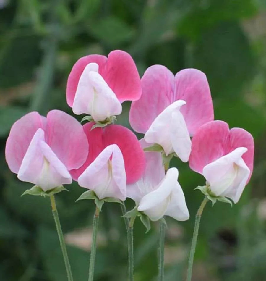 Sweet Pea Seeds Painted Lady Variety - Pkt of 40 | Lathyrus odoratus
