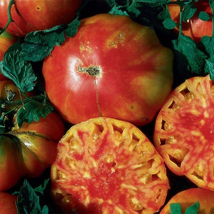 Hillbilly Tomato Seeds - 10+ Heirloom Organic Non-GMO Rare Variety