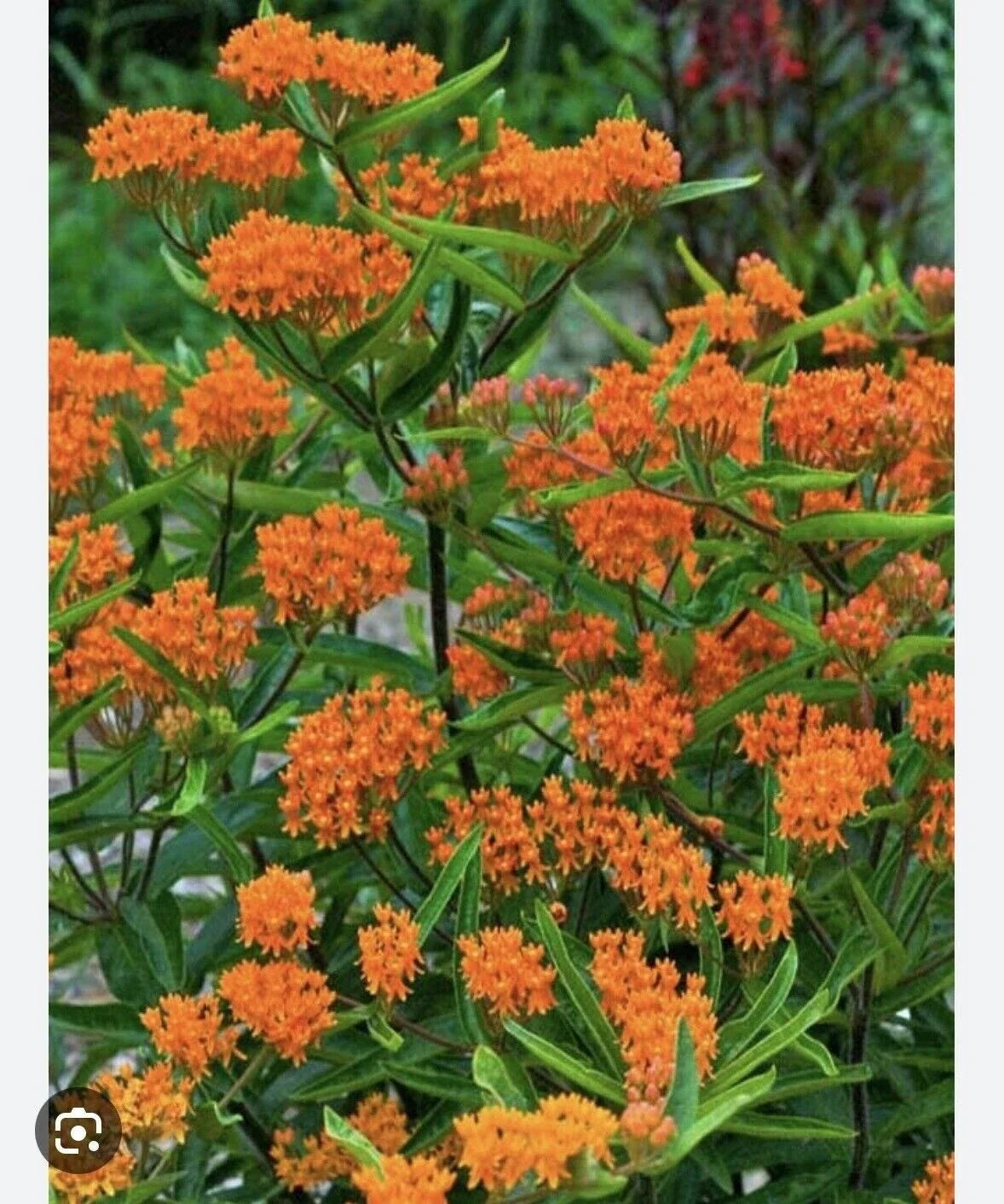 Butterfly Weed Plants - Bare Root Asclepias Tuberosa - Monarch Pollinator Perennial - Organic Appalachian Grown