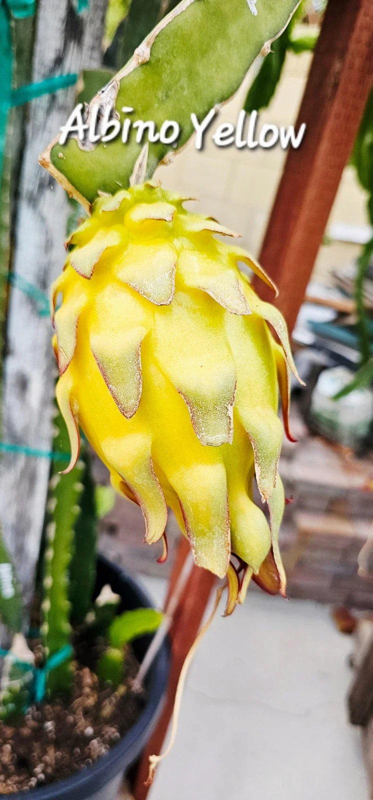 Albino Yellow Dragonfruit Cutting - Rooted 12-16 Inch Hylocereus megalanthus Cactus for Tropical Gardens