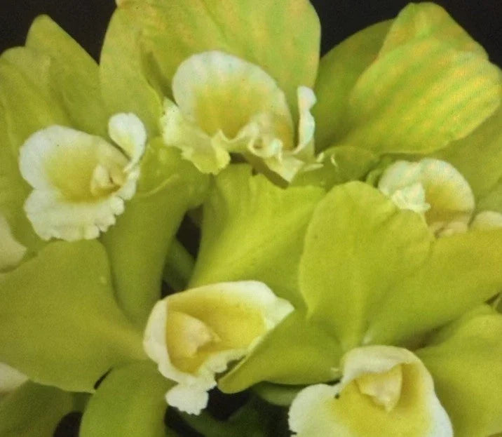 Orchid Plant Seedling Blc Hawaiian Passion Carmela 2-Inch Pot Epiphytic Orchid for Indoor Garden and Decor