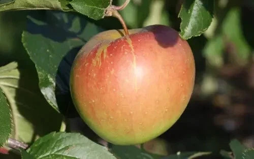 Spigold Apple Seeds - 25+ Pack, Heirloom Malus domestica, USA Grown, Fruit Tree Seeds for Home Garden & Orchard