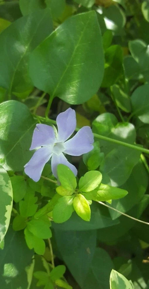 Vinca Major Periwinkle Vine - 30 Live Bare Root Plants for Ground Cover, Erosion Control, Shade Gardens