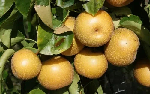Hosui Pear Seeds - 25+ Pyrus pyrifolia for Garden Planting, Organic, Deciduous Tree, Juicy Fruit, USA