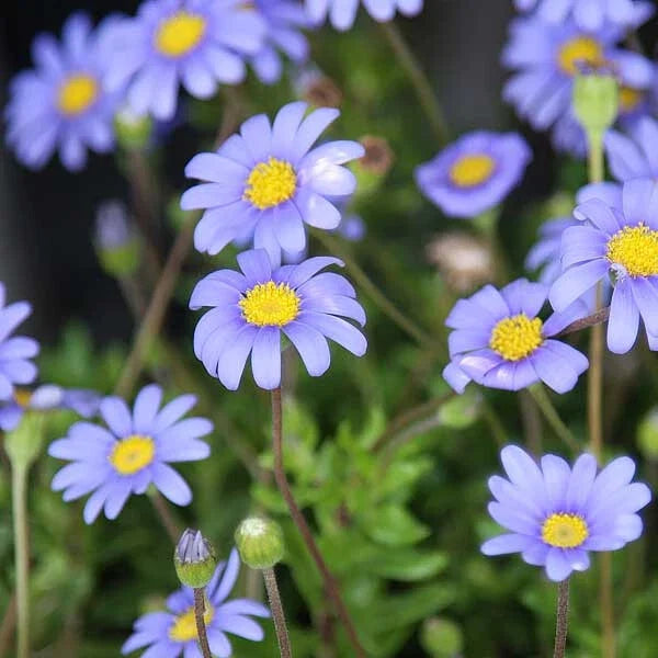 Blue Marguerite Daisy Seeds - Felicia amelloides - 200+ Seeds for Garden, Borders, Containers, Blue Flowers, Summer Bloom