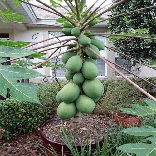 Papaya Seeds - Solo Sunset Variety - Fast Growing Carica papaya Fruit Tree - Tropical Garden, Patio, Container Planting