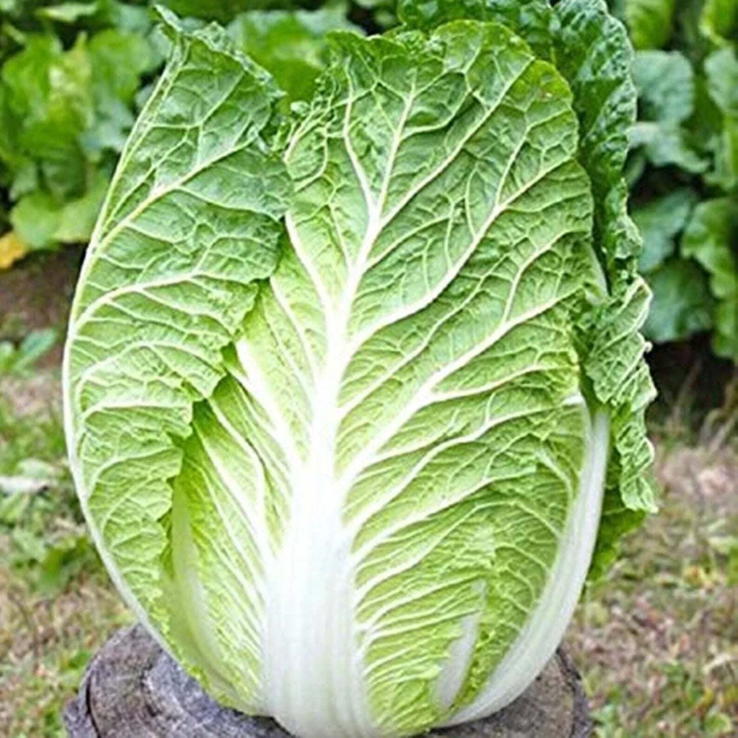 Kyoto No 3 Japanese Napa Cabbage Seeds - 600+ Non-GMO Seeds for Home Gardening