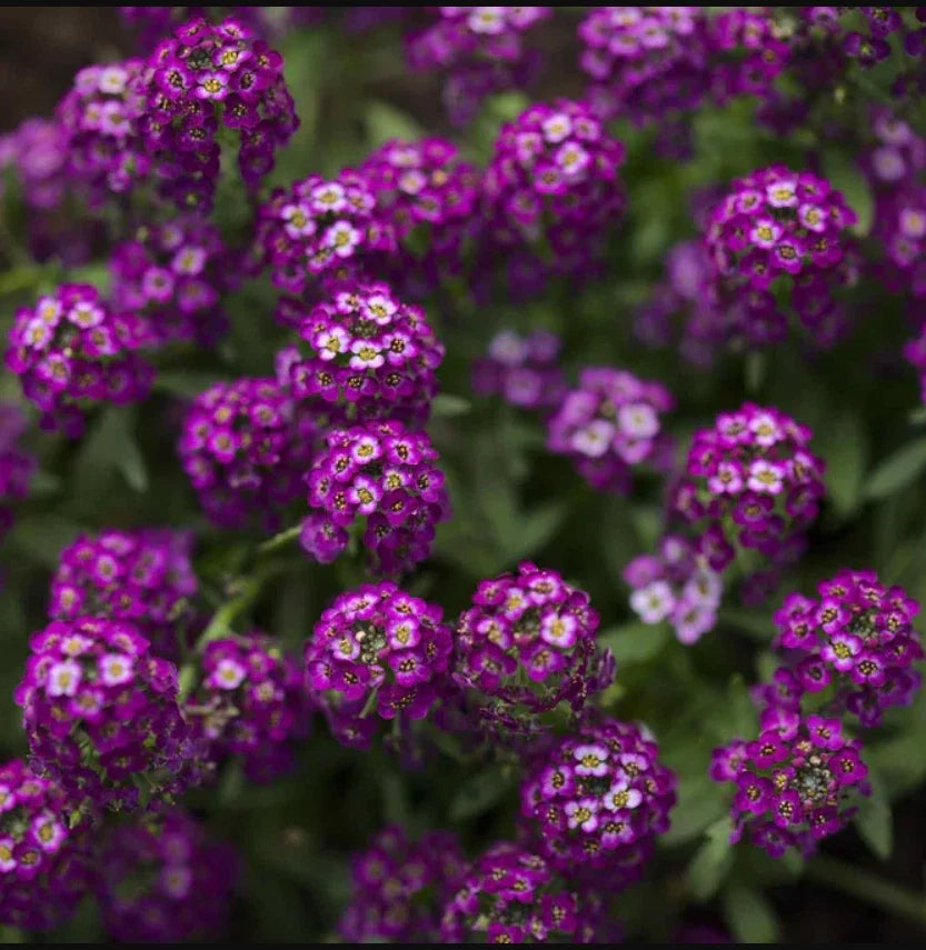 Alyssum Seeds - 500 Non-GMO Dark Purple Groundcover - Fragrant Lobularia maritima for Borders & Gardens