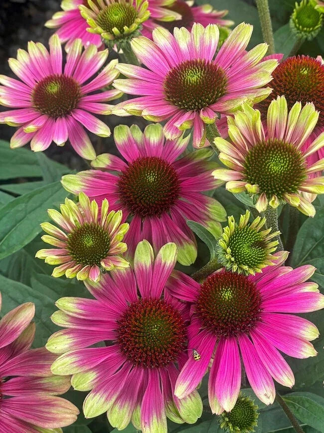 Sweet Sandia Coneflower Seeds - Echinacea purpurea - Garden Seeds for Pollinators, Borders & Cut Flowers - USA Grown, 200 Pack