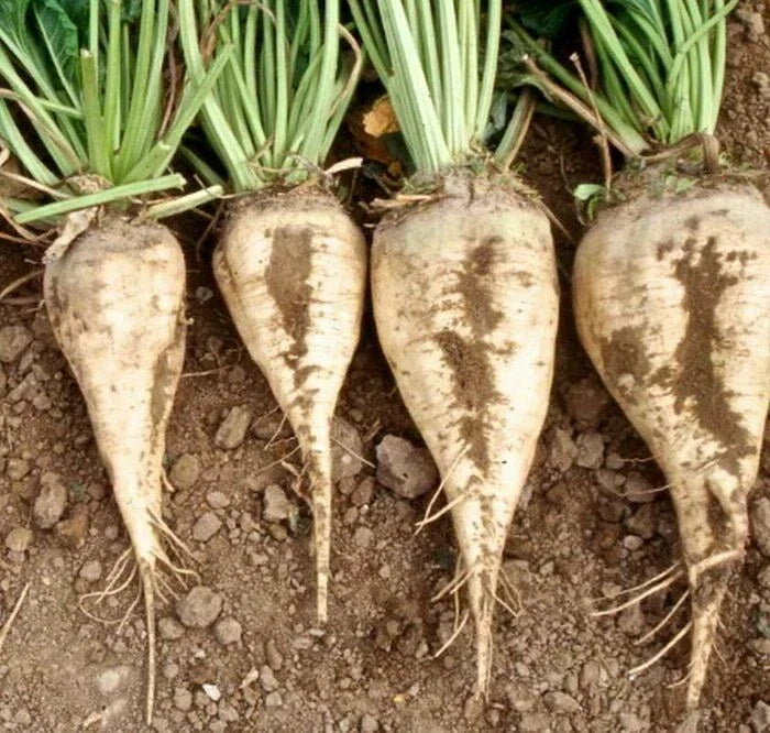 Sugar Beet Seeds 100 Ct Non-GMO Heirloom Vegetable Seeds Beta vulgaris USA