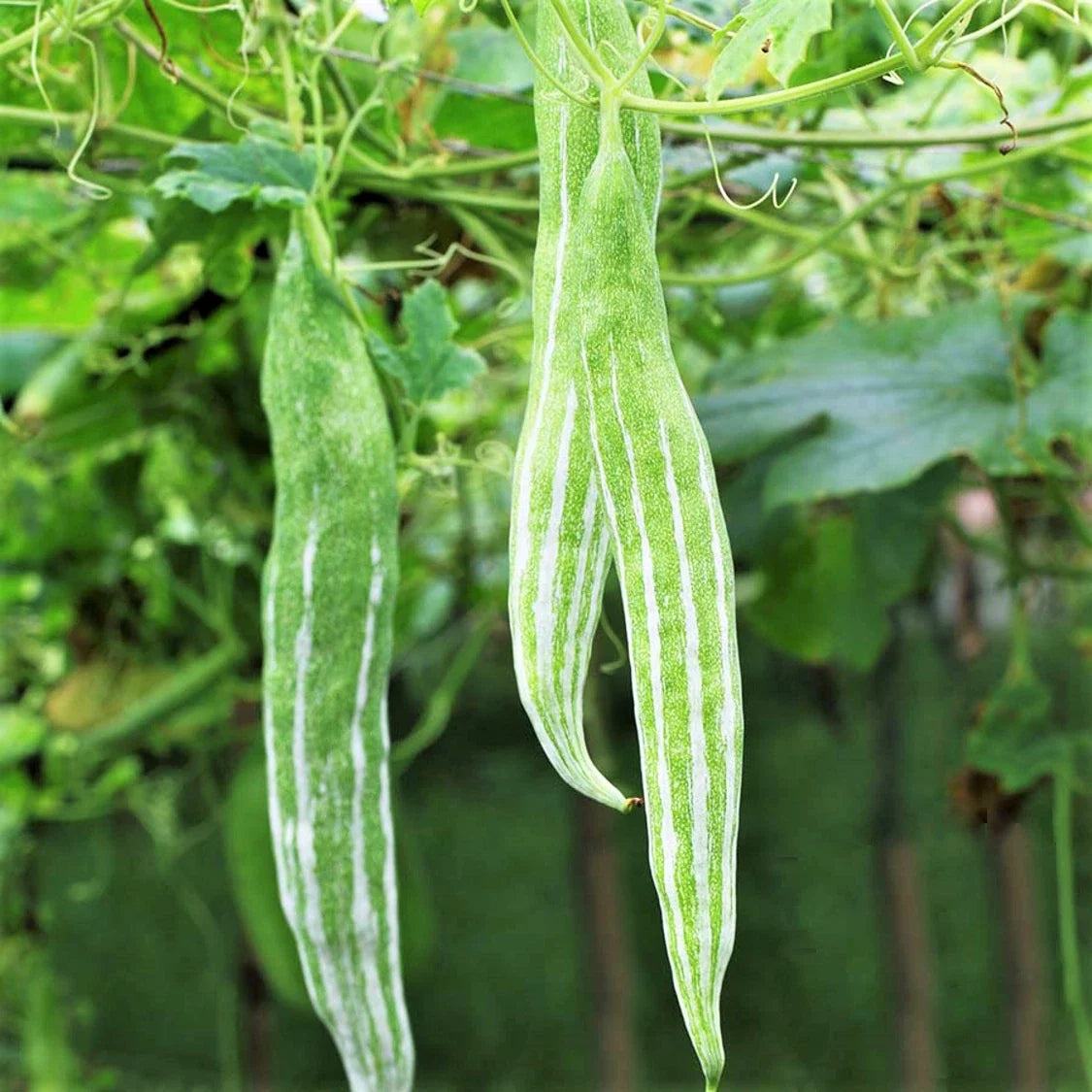 Snake Gourd Seeds | White Striped Green Serpent Luffa Squash | Luffa acutangula, Climbing Vine, Pack of 10 Seeds