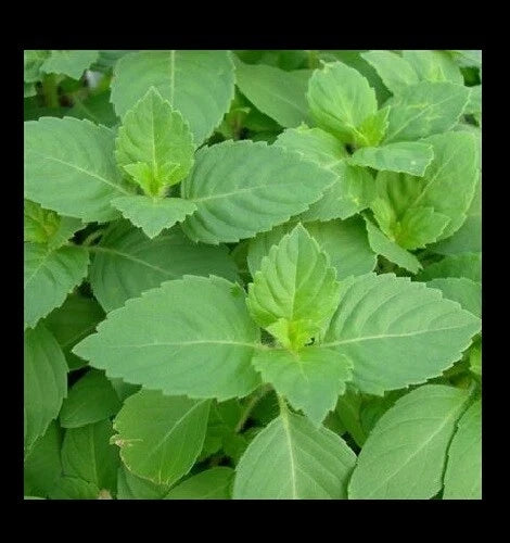 Tulsi Holy Basil Seeds - 1,600 Heirloom Culinary Seeds for Gardening, Ocimum sanctum, Sacred Herb, Non-GMO, Aromatic, Easy to Grow